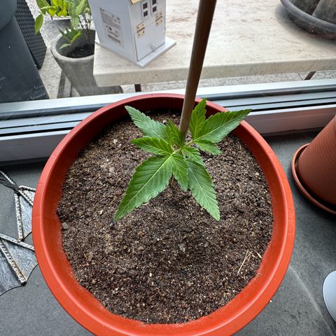 Auto White Widow growlog timeline photo