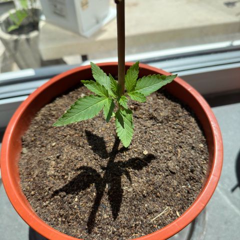 Auto White Widow growlog timeline photo