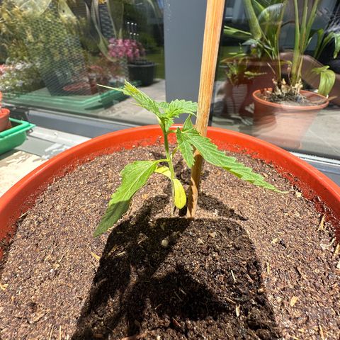 Auto White Widow growlog timeline photo