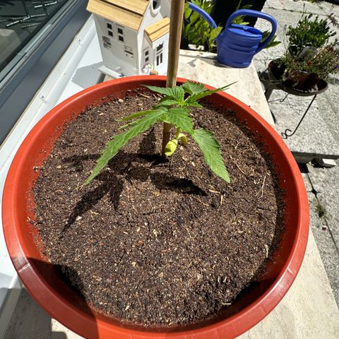 Auto White Widow growlog timeline photo
