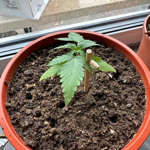 Auto White Widow growlog timeline photo