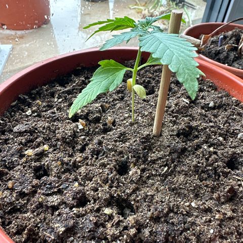 Auto White Widow growlog timeline photo