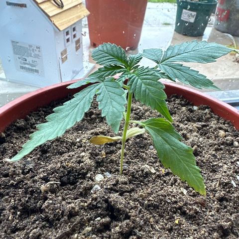 Auto White Widow growlog photo: Gelbe Blätter evtl. Mineralien mangel