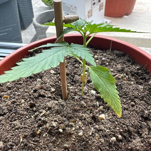 Auto White Widow growlog timeline photo