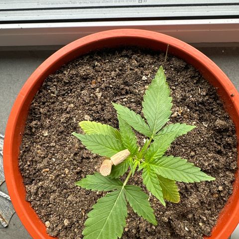 Auto White Widow growlog timeline photo