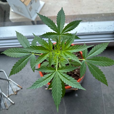 Auto White Widow growlog timeline photo