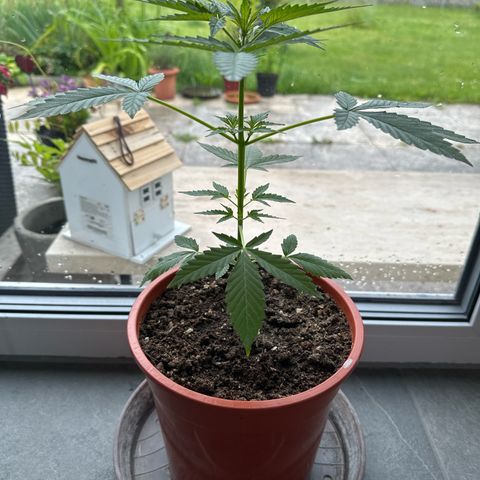 Auto White Widow growlog timeline photo