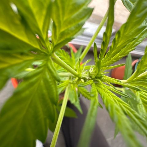 Auto White Widow growlog timeline photo