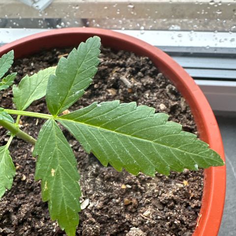 Auto White Widow growlog timeline photo