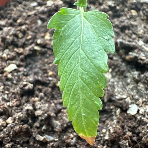 Auto White Widow growlog timeline photo