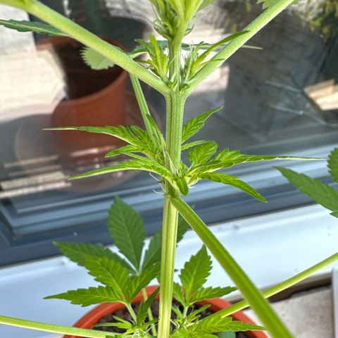 Auto White Widow growlog timeline photo