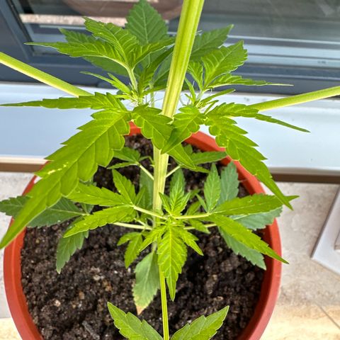 Auto White Widow growlog timeline photo