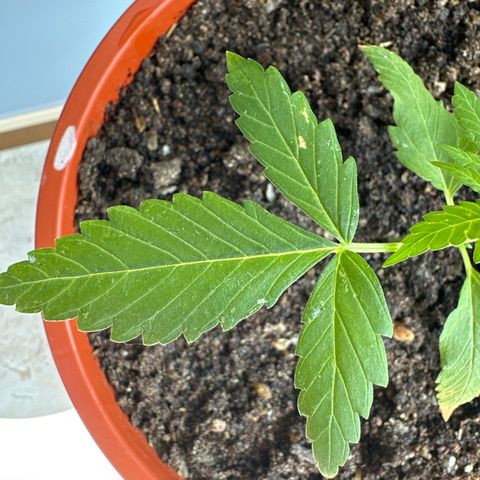 Auto White Widow growlog timeline photo
