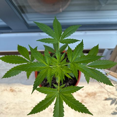 Auto White Widow growlog timeline photo