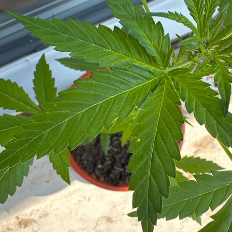 Auto White Widow growlog timeline photo