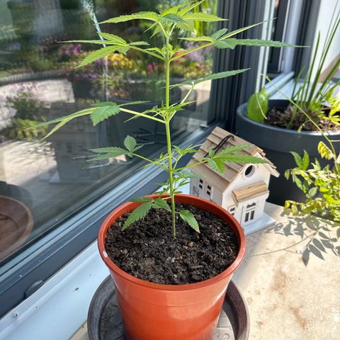 Auto White Widow growlog timeline photo