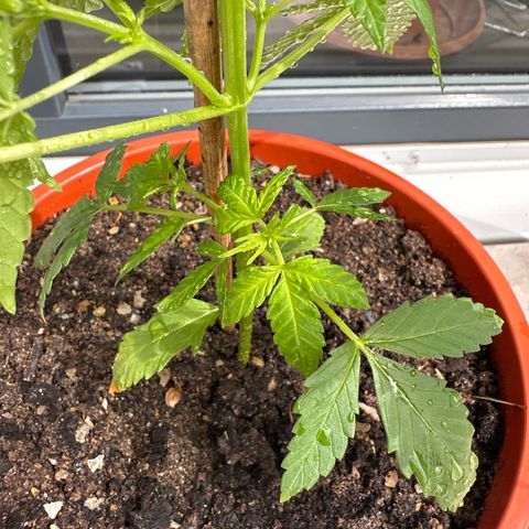 Auto White Widow growlog photo: Schädlings befall