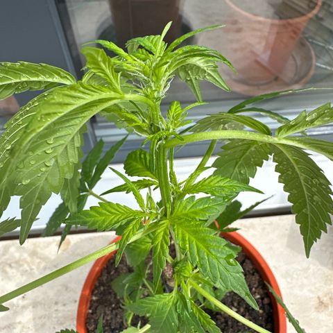 Auto White Widow growlog photo: Schädlings befall