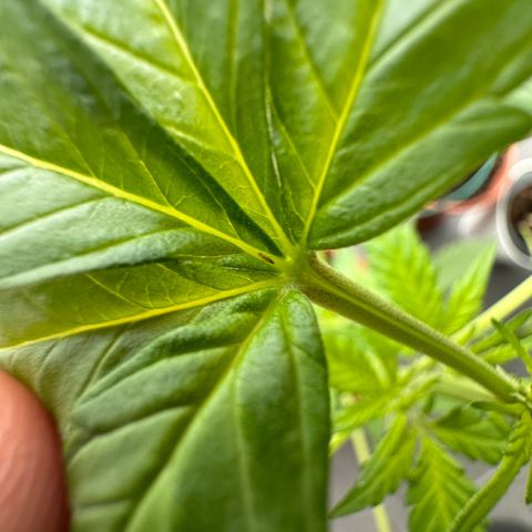 Auto White Widow growlog photo: Schädlings befall