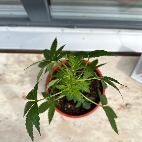 Auto White Widow growlog photo: Schädlings befall