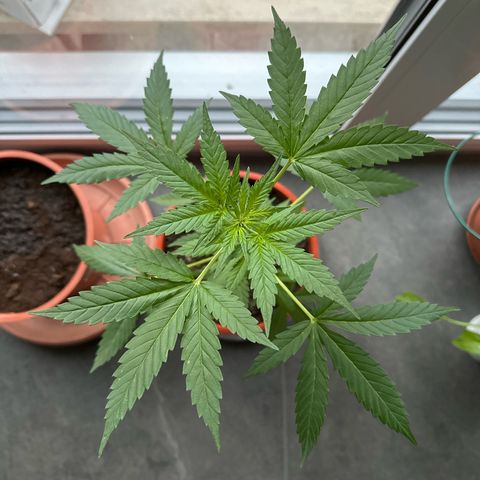 Auto White Widow growlog timeline photo