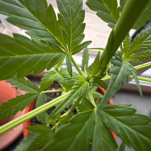 Auto White Widow growlog timeline photo