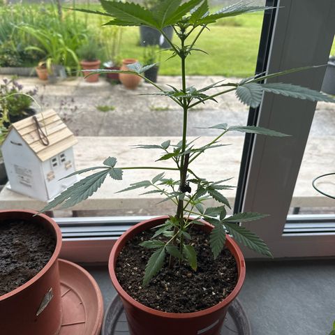 Auto White Widow growlog timeline photo