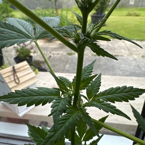 Auto White Widow growlog timeline photo