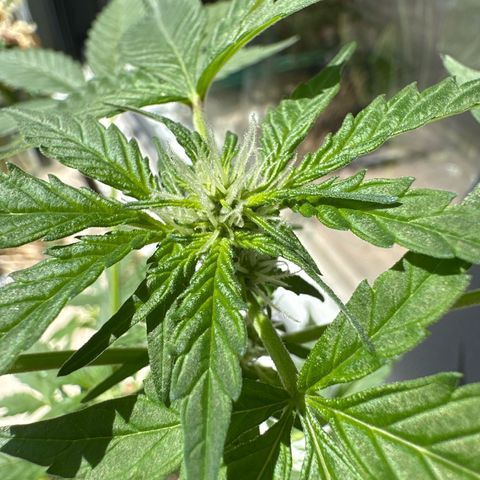 Auto White Widow growlog timeline photo