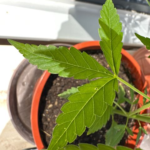 Auto White Widow growlog timeline photo