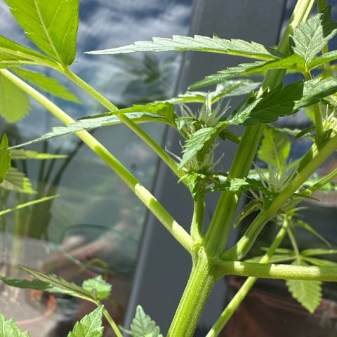 Auto White Widow growlog timeline photo