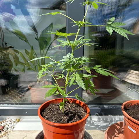 Auto White Widow growlog timeline photo