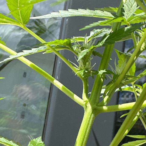 Auto White Widow growlog timeline photo