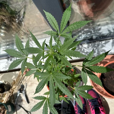 Auto White Widow growlog timeline photo