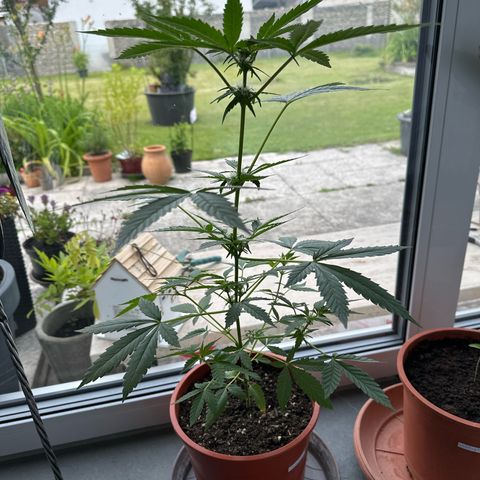 Auto White Widow growlog timeline photo
