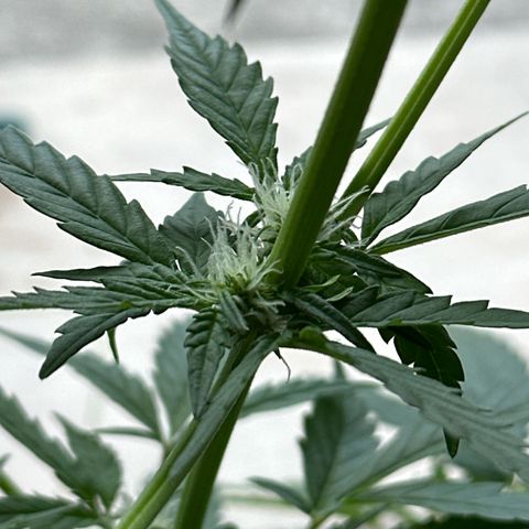 Auto White Widow growlog timeline photo