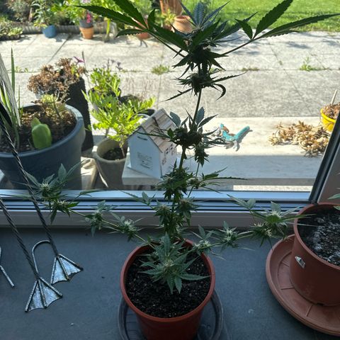 Auto White Widow growlog timeline photo
