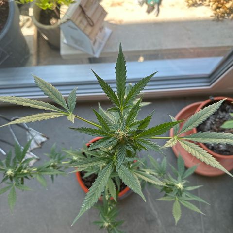 Auto White Widow growlog timeline photo