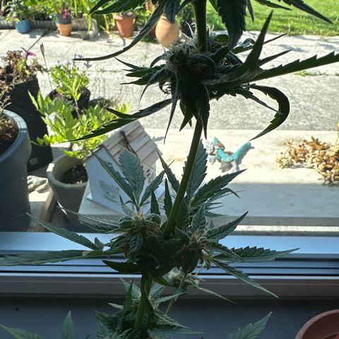 Auto White Widow growlog timeline photo