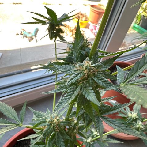 Auto White Widow growlog timeline photo