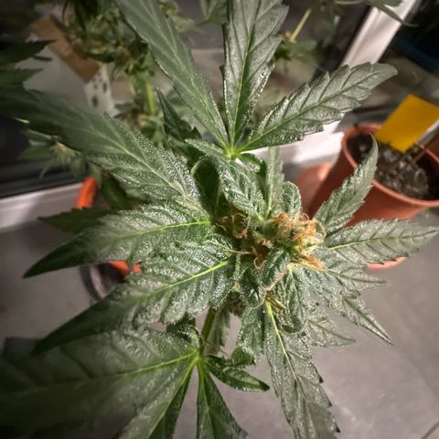 Auto White Widow growlog timeline photo