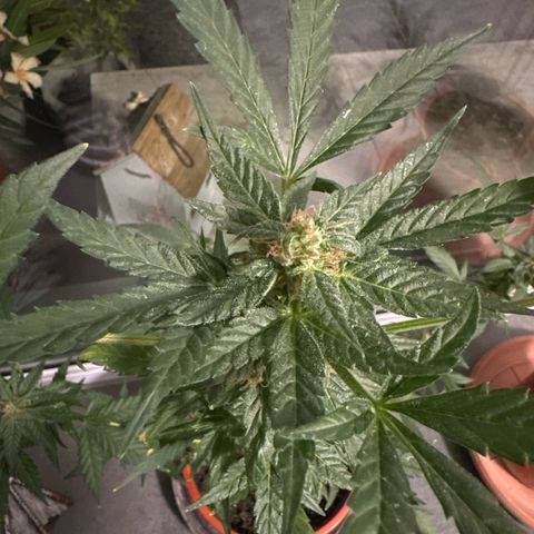 Auto White Widow growlog timeline photo