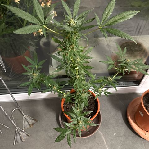 Auto White Widow growlog timeline photo