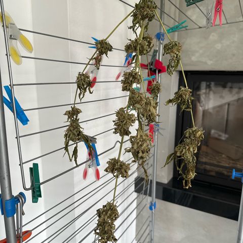 Auto White Widow growlog timeline photo