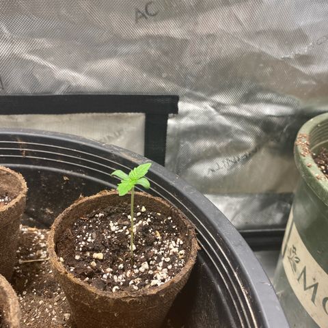 Nana  growlog timeline photo