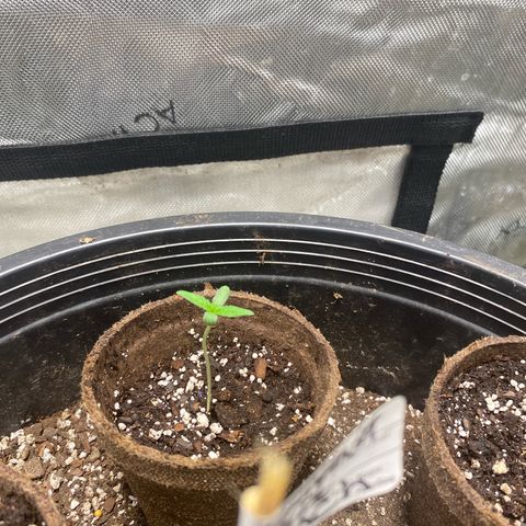 Monica growlog timeline photo