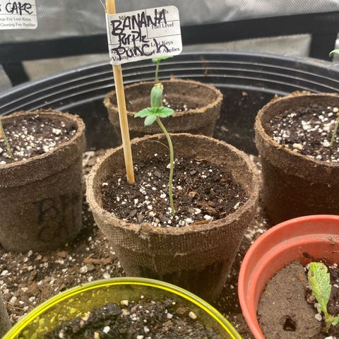 Banana Purple Punch Auto growlog photo: Day 5