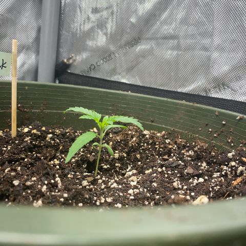 Nana  growlog photo: Day 12 3rd day of veg