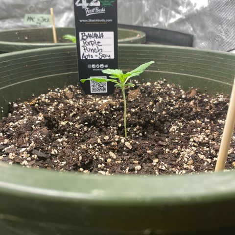 Banana Purple Punch Auto growlog photo: Day 12 3rd day of veg