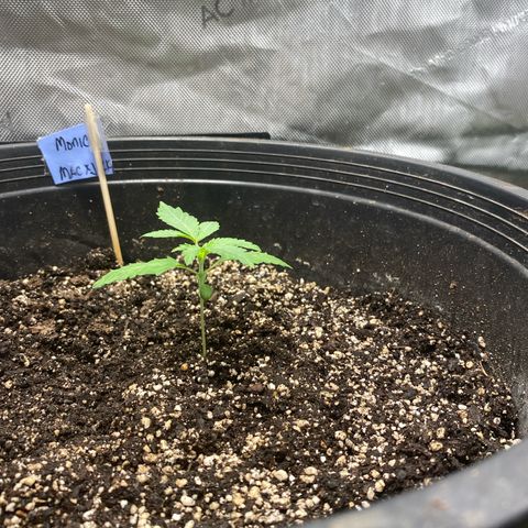 Monica growlog photo: Day 12 3rd day of veg